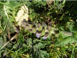 Photo faune et flore, Cervione - Une fleur sauvage de mars...(2)