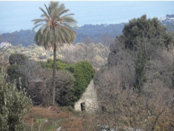 Photo paysage et monuments, Cervione - "La maison avec un palmier"