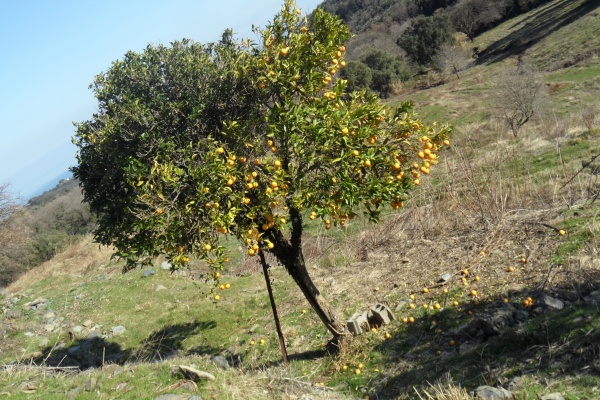 Photo Cervione - "Les maisons aux orangiers" (5)