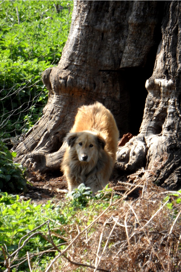 Photo Cervione - Une maisonette de chien astucieuse (1)