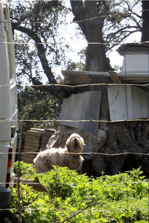 Photo Cervione - Une maisonette de chien astucieuse (2)