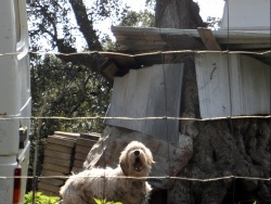 Photo paysage et monuments, Cervione - Une maisonette de chien astucieuse (2)
