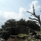 Photo Cervione - Des ruines vus sur le sentier vers Sambuccu - point de dèpart du D51 (2)