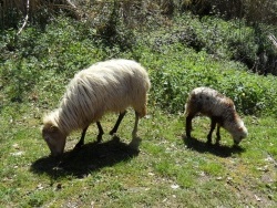 Photo faune et flore, Cervione - Dans le paysage de printemps - une brebis avec son agneau paissent d'herbe fraîche
