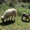 Photo Cervione - Dans le paysage de printemps - une brebis avec son agneau paissent d'herbe fraîche