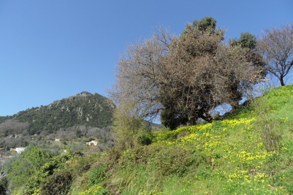 Photo Cervione - Peisage de printemps vu du D71