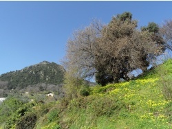 Photo paysage et monuments, Cervione - Peisage de printemps vu du D71