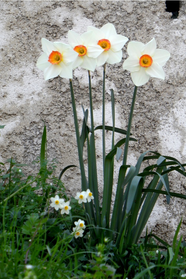 Photo Cervione - u Fiore d’anghjulu (Narcisse Tazette)