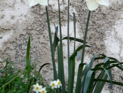 Photo faune et flore, Cervione - u Fiore d’anghjulu (Narcisse Tazette)