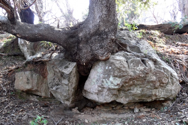 Photo Cervione - Un sort de "tandem l'arbre-rocher"....