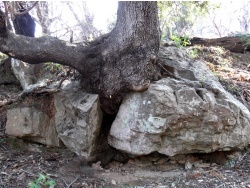 Photo faune et flore, Cervione - Un sort de "tandem l'arbre-rocher"....