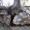 Photo Cervione - Un sort de "tandem l'arbre-rocher"....