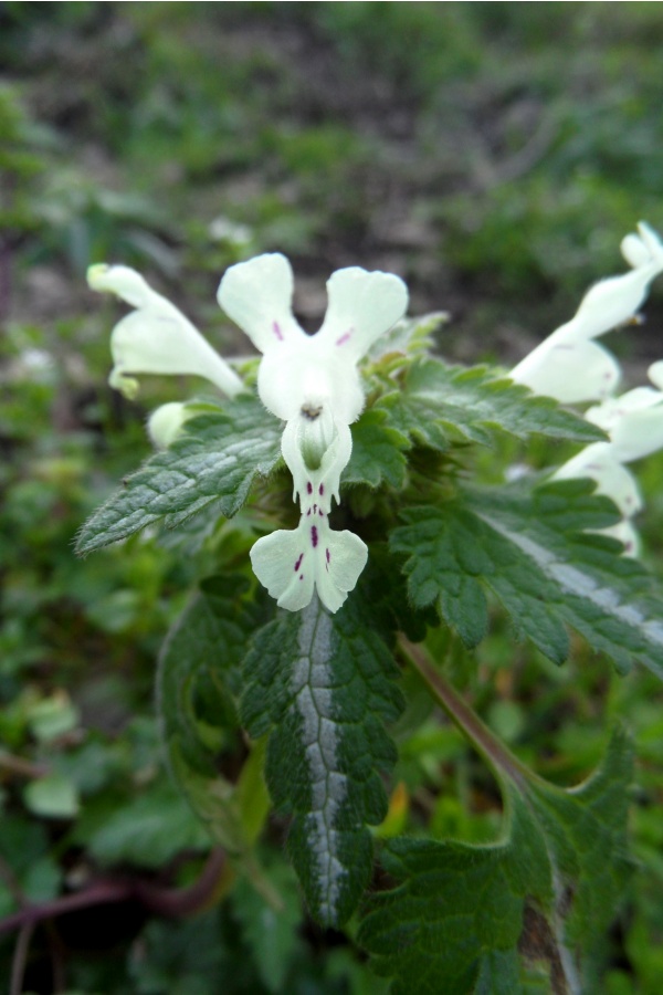 Photo Cervione - Une très jolie fleur de printemps (1)