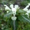 Photo Cervione - Une très jolie fleur de printemps (1)