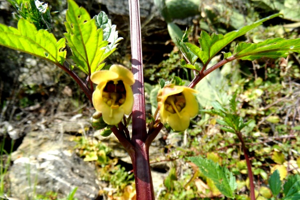 Photo Cervione - Une très jolie fleur de printemps (3)