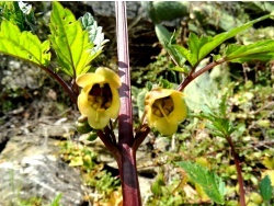 Photo faune et flore, Cervione - Une très jolie fleur de printemps (3)