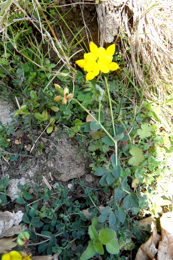 Photo Cervione - Une très jolie fleur de printemps (4)