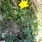 Photo Cervione - Une très jolie fleur de printemps (4)