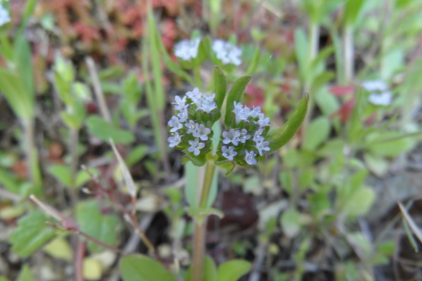 Photo Cervione - Une très jolie fleur de printemps (5)