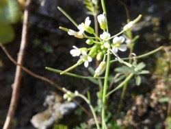 Photo faune et flore, Cervione - Une très jolie fleur de printemps (6)