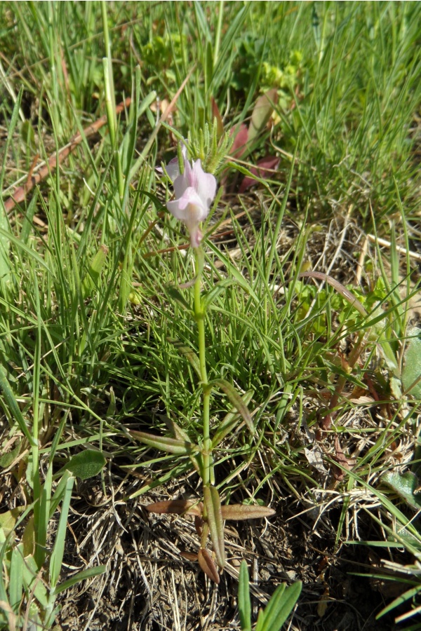 Photo Cervione - Une très jolie fleur de printemps (7)