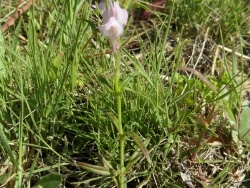 Photo faune et flore, Cervione - Une très jolie fleur de printemps (7)