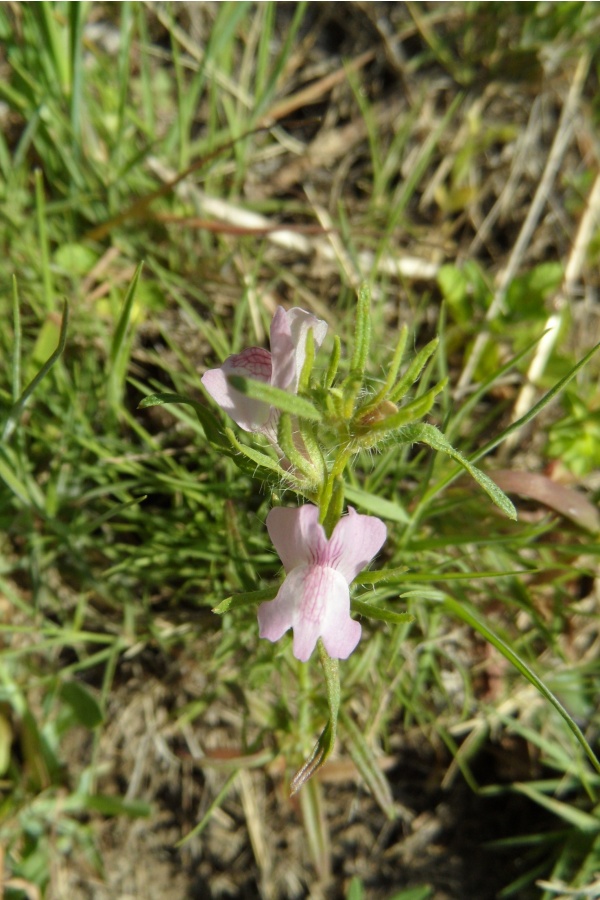 Photo Cervione - Une très jolie fleur de printemps (8)