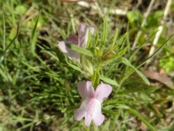 Photo faune et flore, Cervione - Une très jolie fleur de printemps (8)
