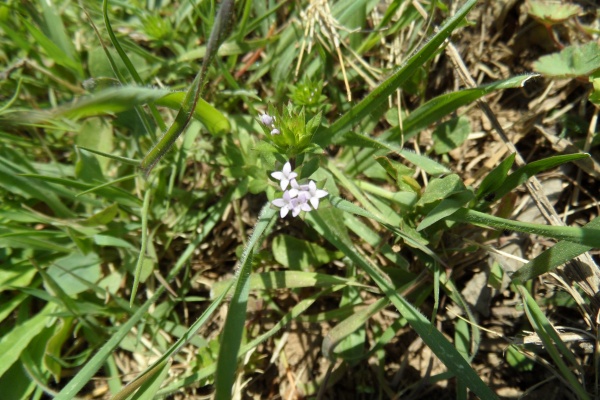 Photo Cervione - Une très jolie fleur de printemps (9)