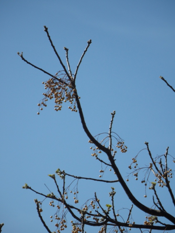 Photo Cervione - Un arbre en printemps...