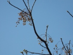 Photo faune et flore, Cervione - Un arbre en printemps...