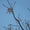 Photo Cervione - Un arbre en printemps...