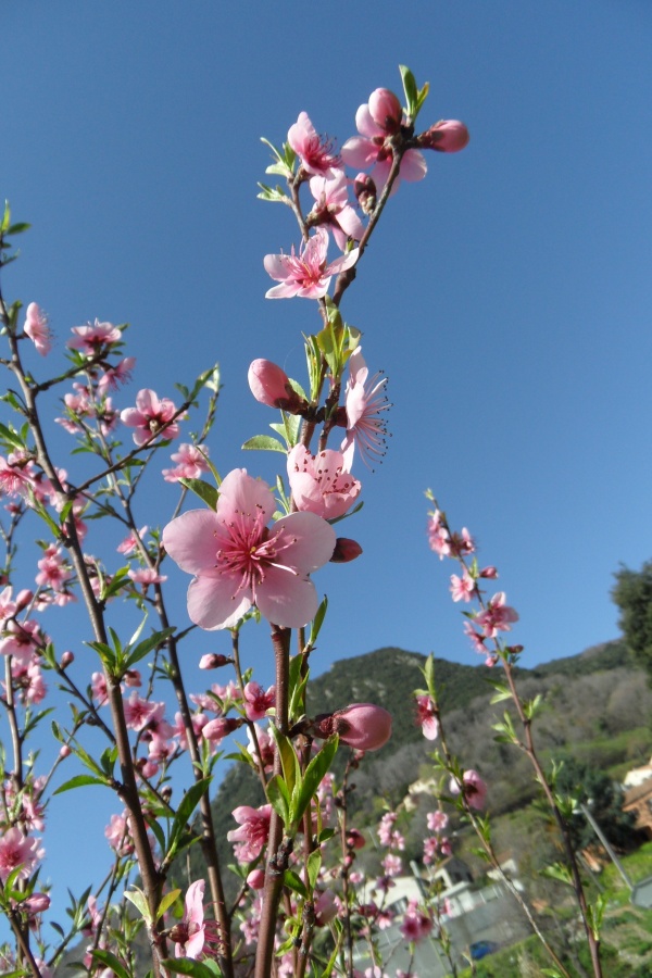 Photo Cervione - Un arbuste qui fleurit dans le printemps