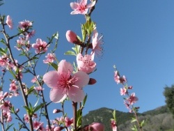 Photo faune et flore, Cervione - Un arbuste qui fleurit dans le printemps