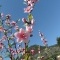 Photo Cervione - Un arbuste qui fleurit dans le printemps