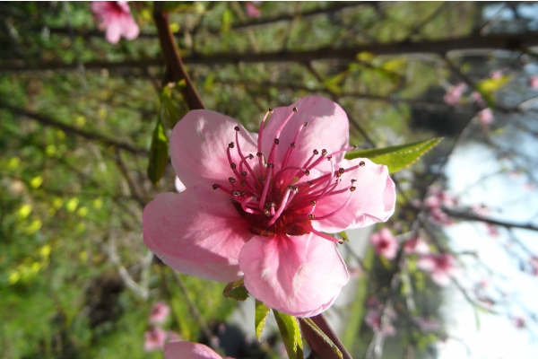 Photo Cervione - Un arbuste qui fleurit dans le printemps (1)