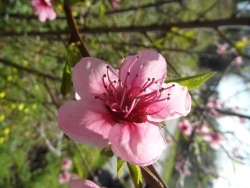 Photo faune et flore, Cervione - Un arbuste qui fleurit dans le printemps (1)