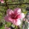 Photo Cervione - Un arbuste qui fleurit dans le printemps (1)