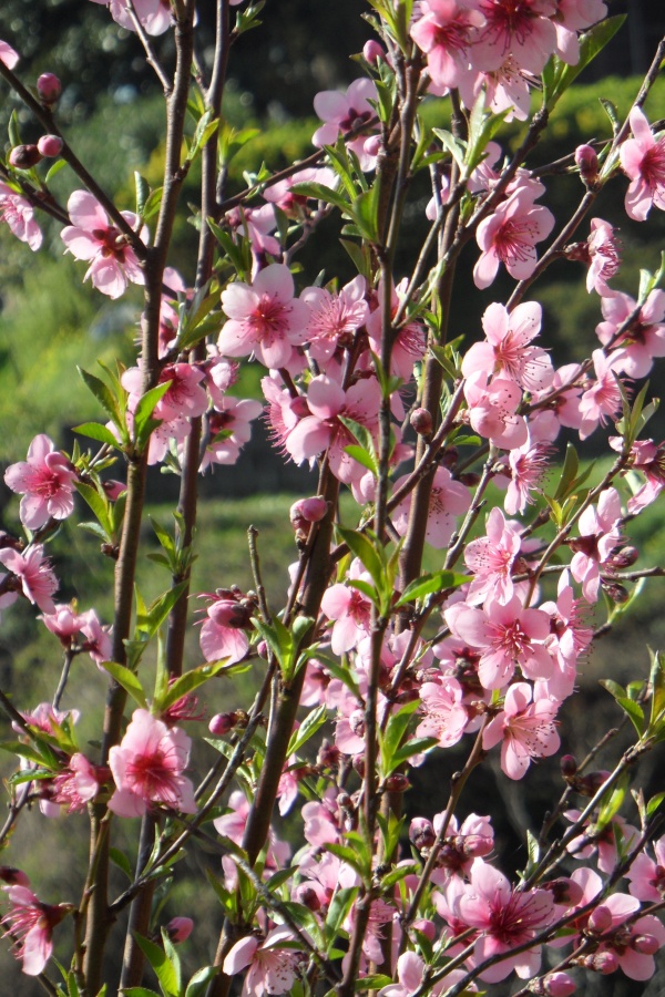 Photo Cervione - Un arbuste qui fleurit dans le printemps (2)