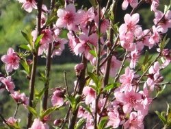 Photo faune et flore, Cervione - Un arbuste qui fleurit dans le printemps (2)
