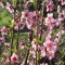 Photo Cervione - Un arbuste qui fleurit dans le printemps (2)