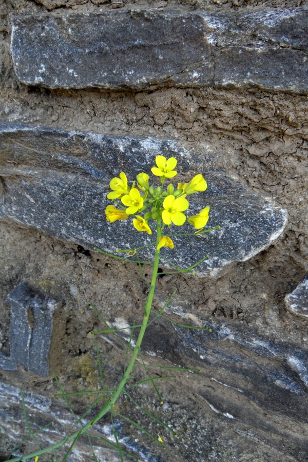 Photo Cervione - Une très jolie fleur de printemps (11)