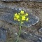 Photo Cervione - Une très jolie fleur de printemps (11)