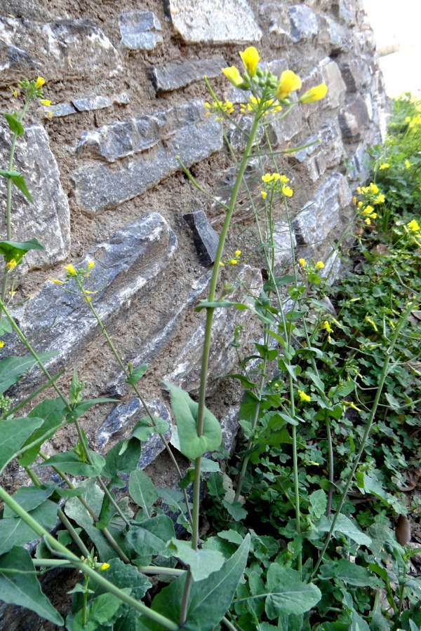 Photo Cervione - Une très jolie fleur de printemps (12)