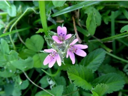 Photo faune et flore, Cervione - Une très jolie fleur de printemps (13)