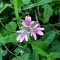 Photo Cervione - Une très jolie fleur de printemps (13)