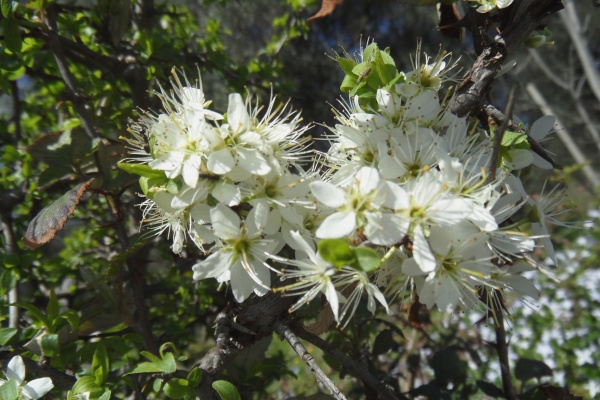Photo Cervione - Un arbuste qui fleurit dans le printemps (3)