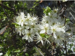 Photo faune et flore, Cervione - Un arbuste qui fleurit dans le printemps (3)
