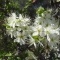 Photo Cervione - Un arbuste qui fleurit dans le printemps (3)