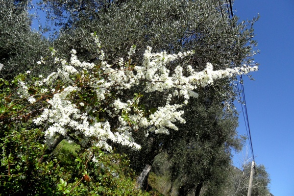 Photo Cervione - Un arbuste qui fleurit dans le printemps (4)